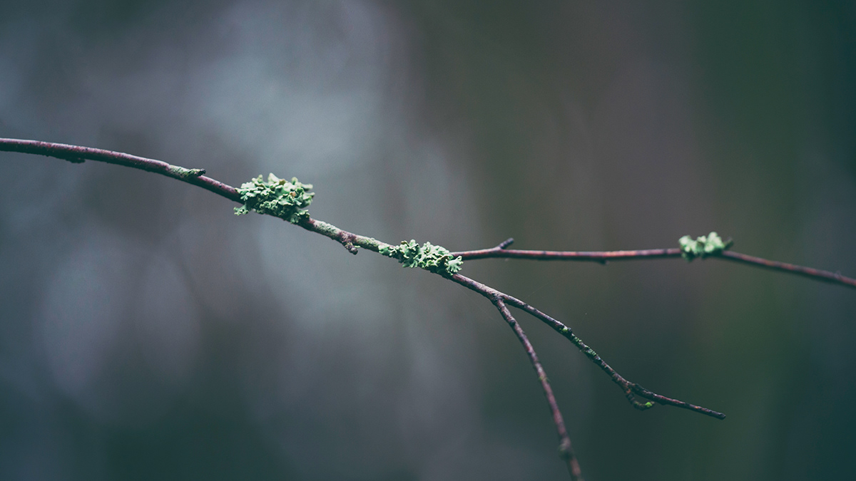 catkin drops droplet moss ice winter twig woods finland
