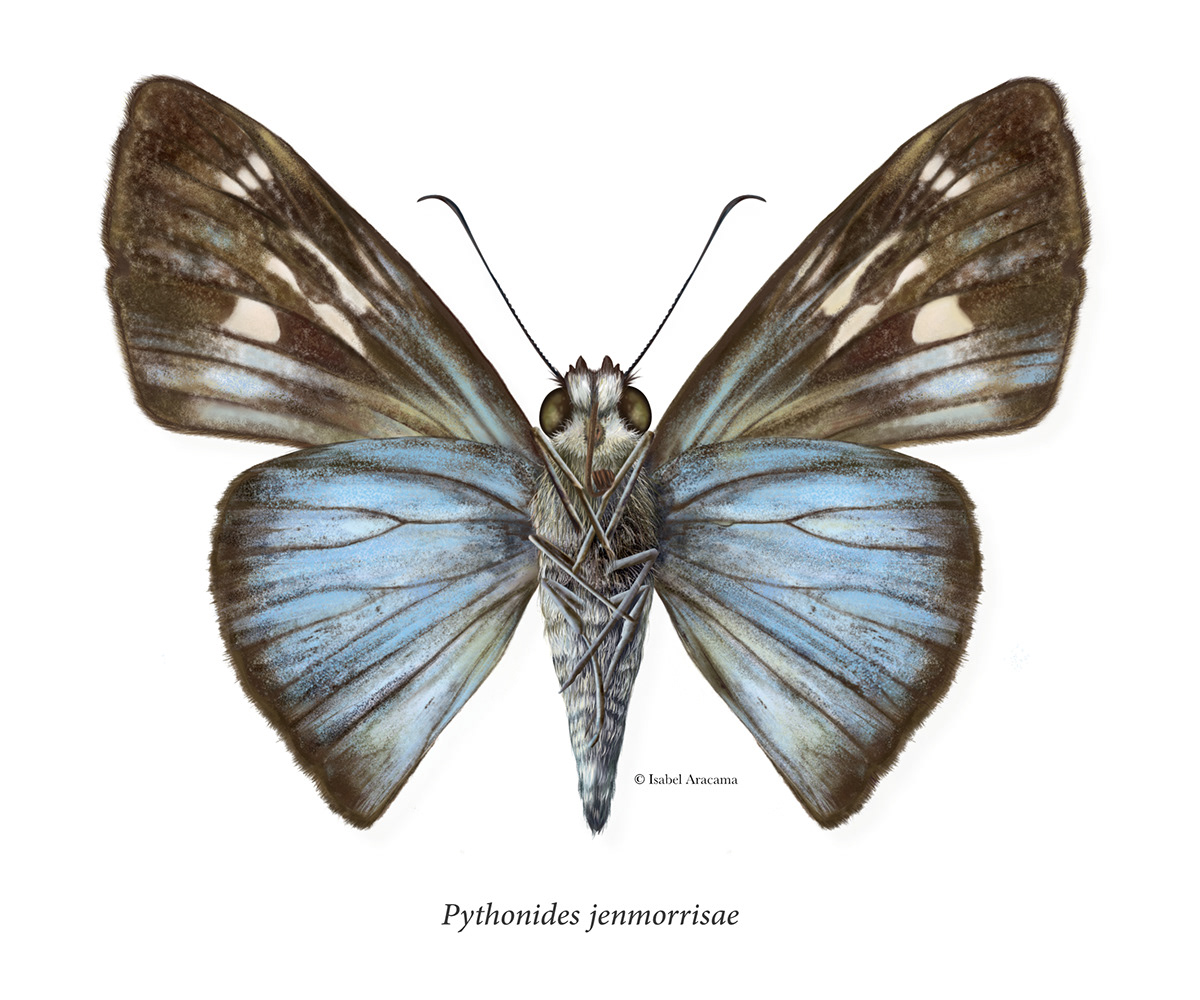 amazonia butterfly Editorial Illustration entomology ILLUSTRATION  lepidoptera Lepidópteros magazine mariposa scientific illustration