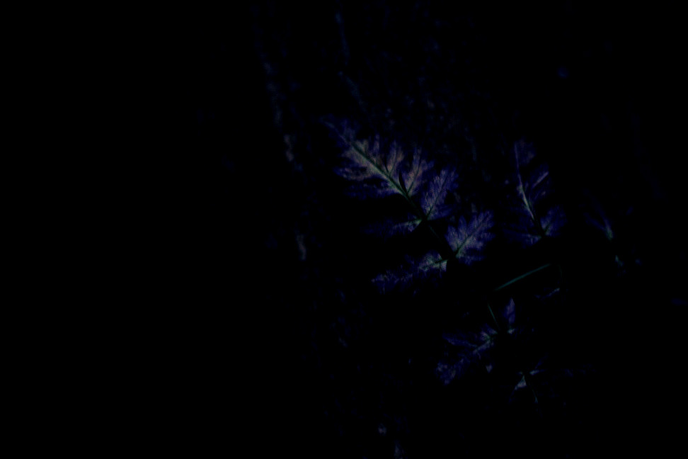 dark  forest