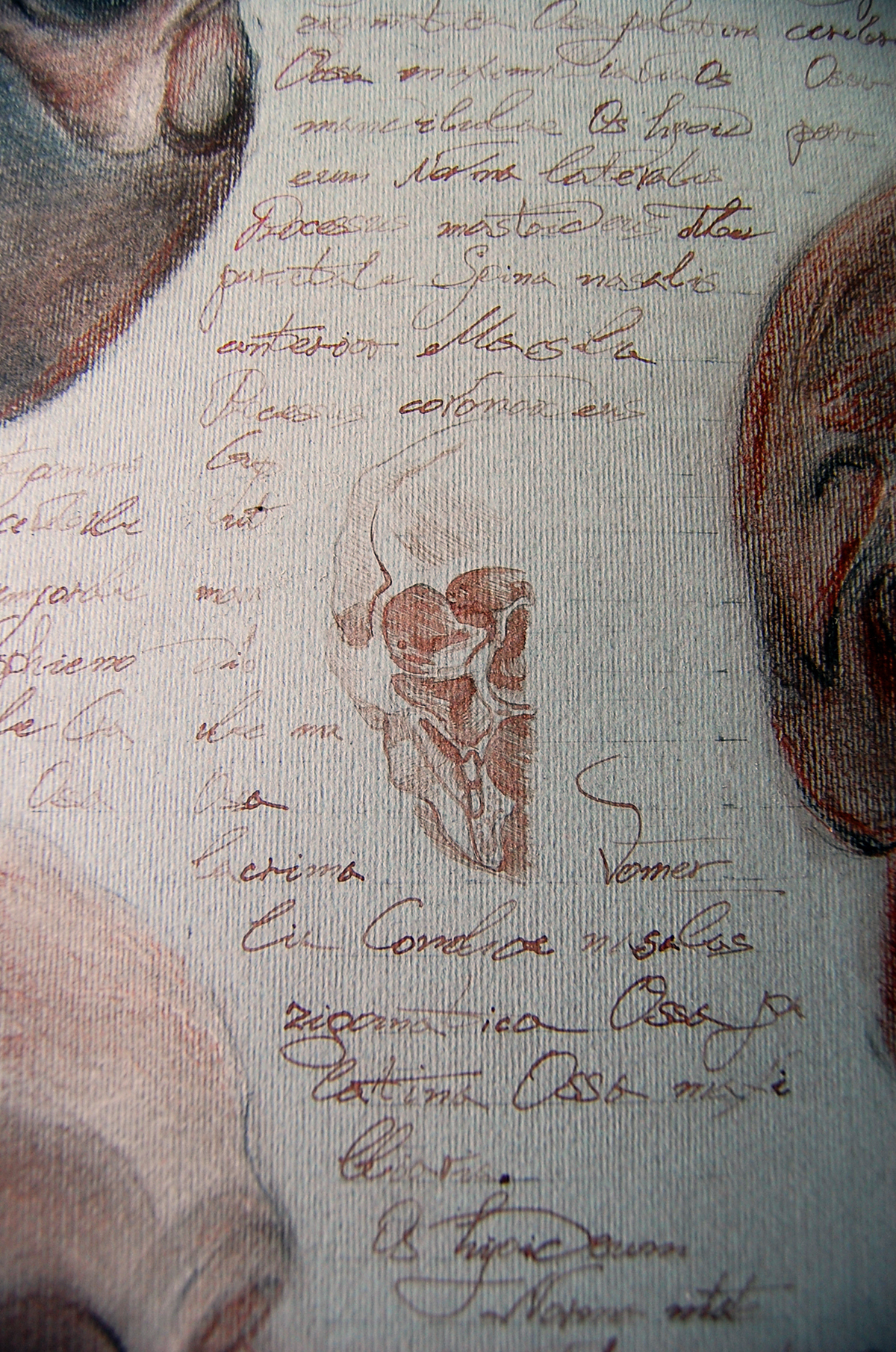 skull anatomy ink baby leonardo da vinci