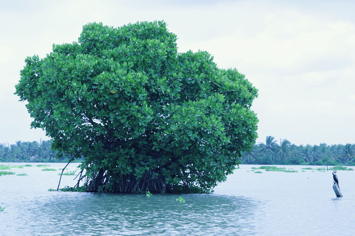 backwaters kerala India god's own country water green blue Nature SERENCE calm floating sailing