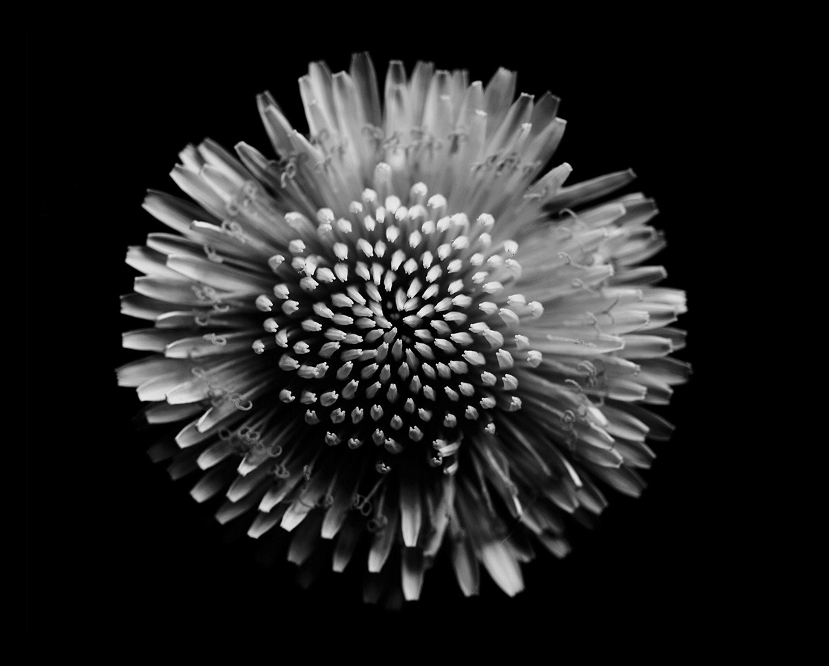 dandelion flower wildflower bw blackandwhite black_and_white macro portrait Nature black White