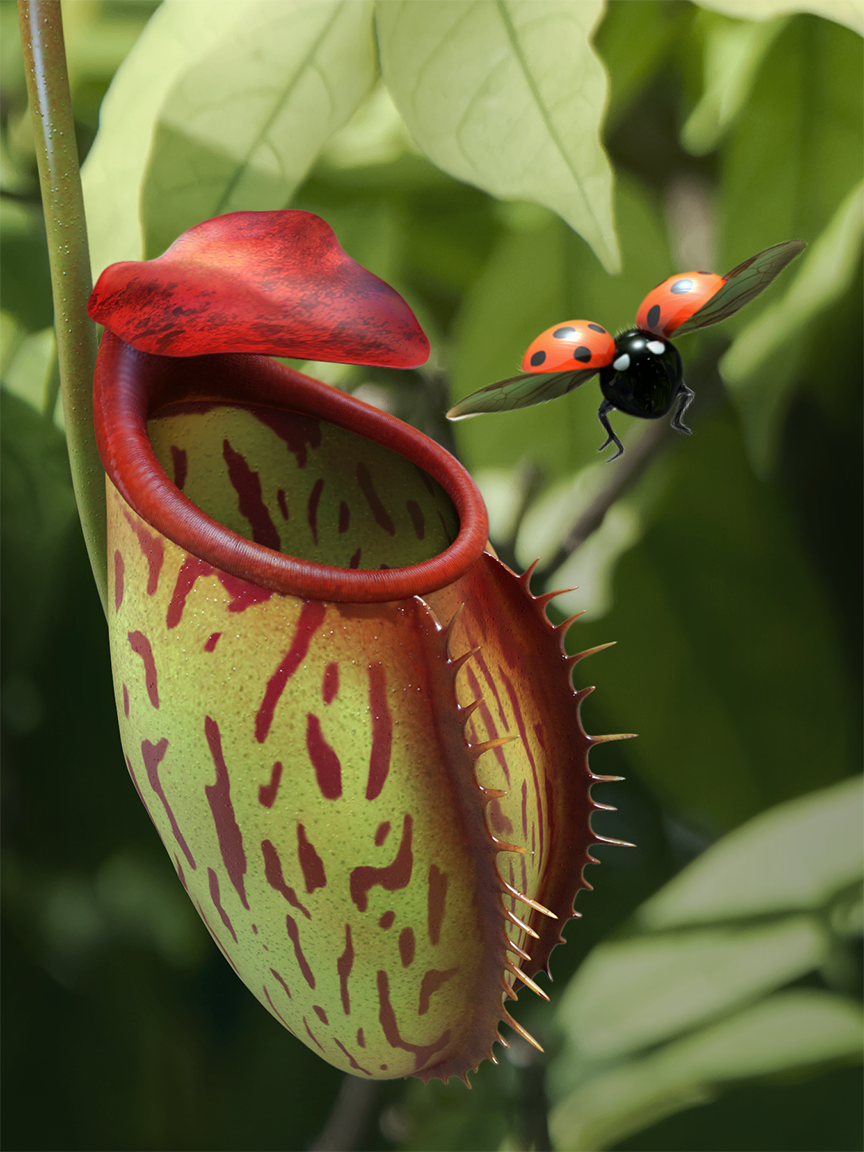 pitcher plant 3D Maya Mudbox lady bug