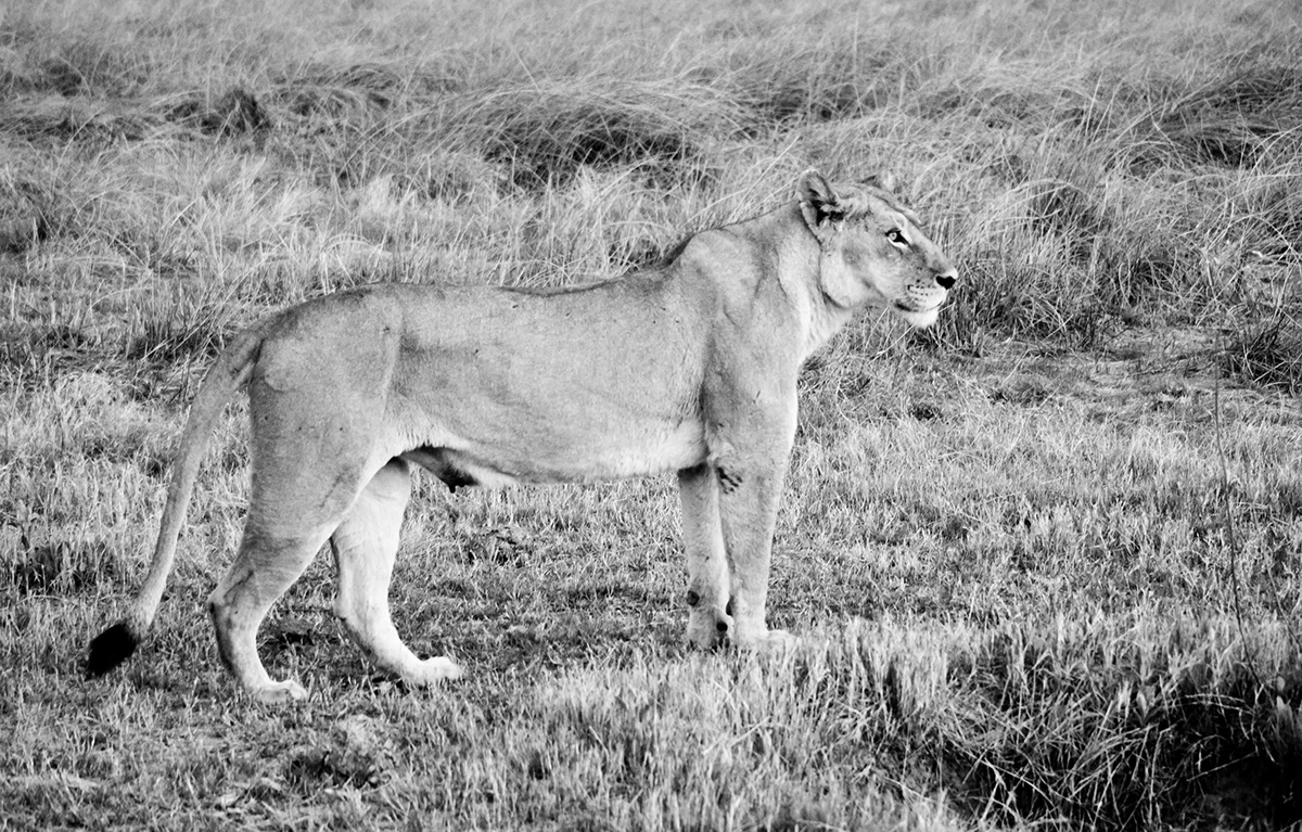leopard safari b&w Nature wildlife africa lion wilderness okaroo