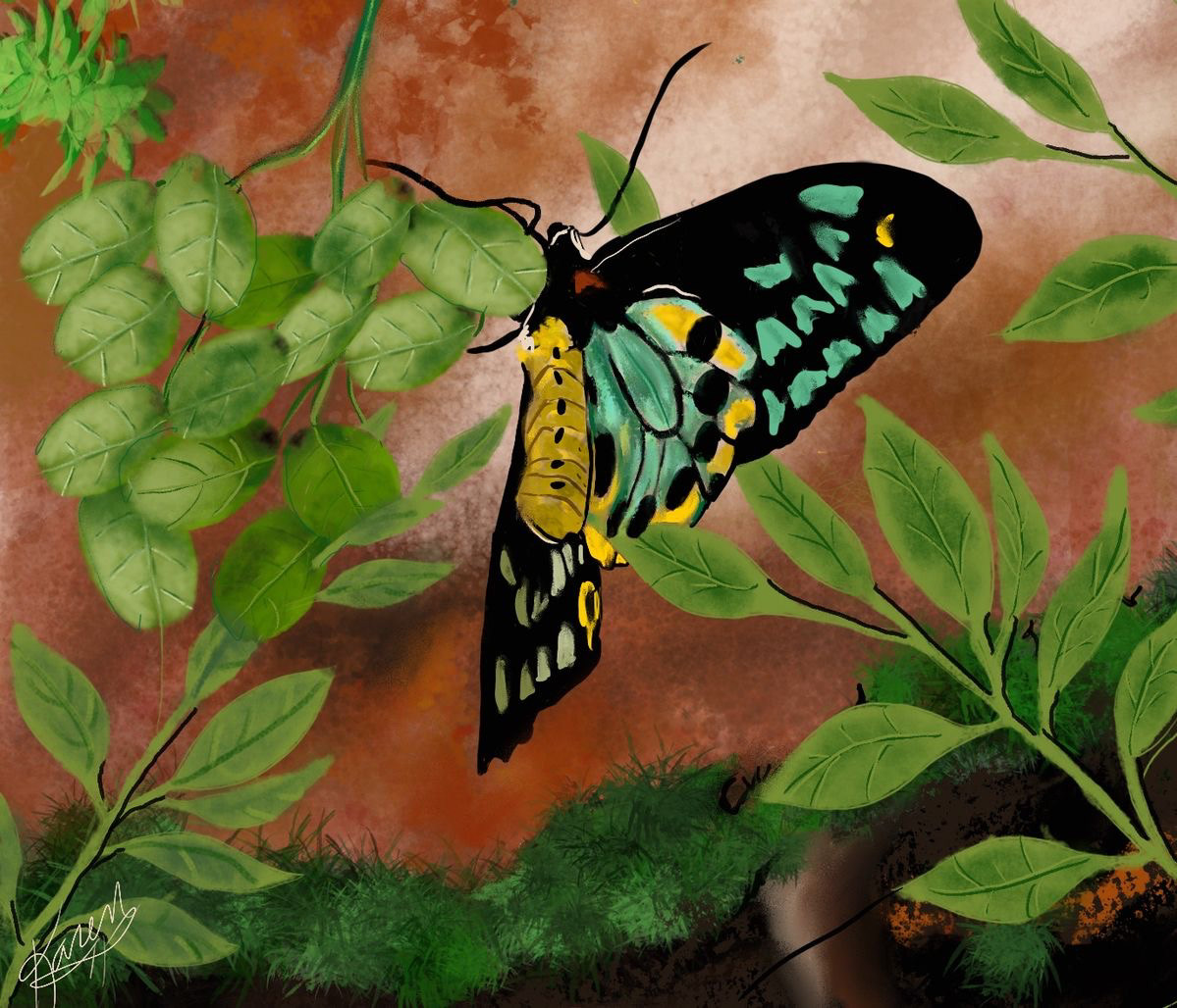Digital Art  digital painting Drawing  illustrations Flowers butterfly