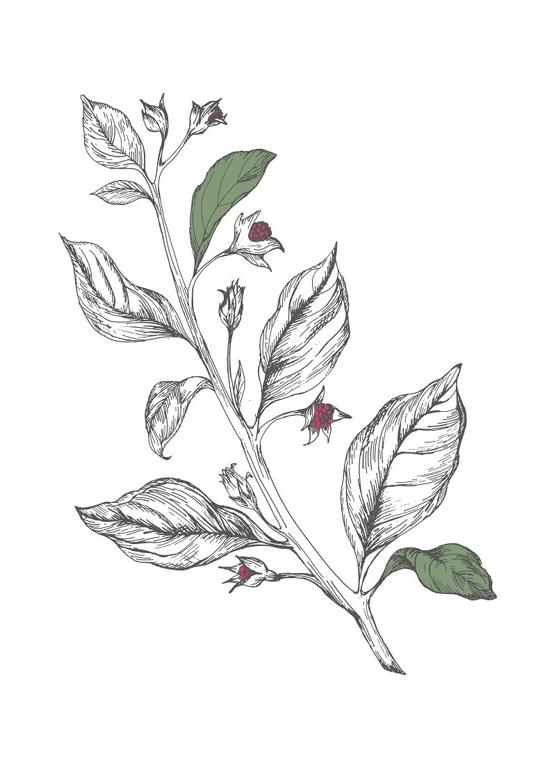 Herb Flowers illust botanical