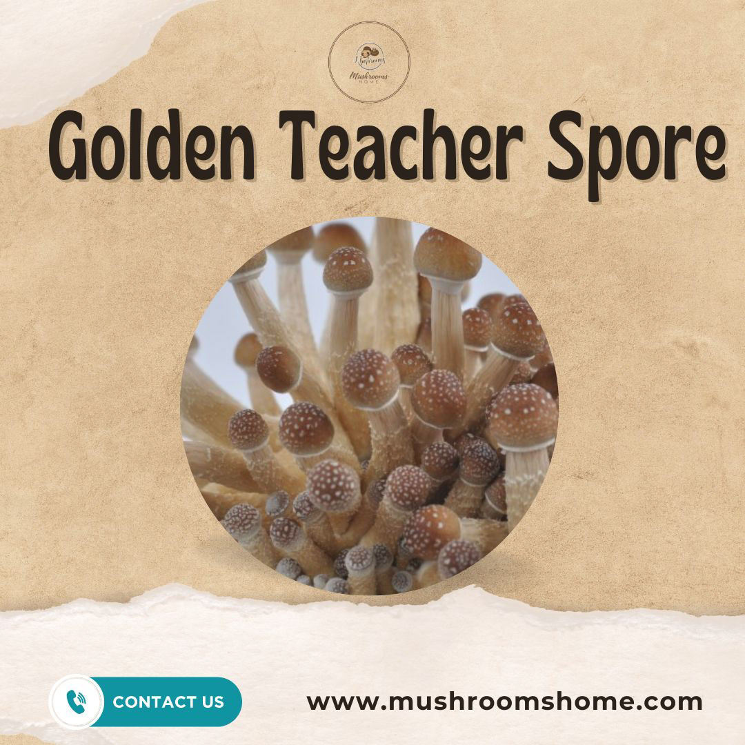 Golden Teacher Spore