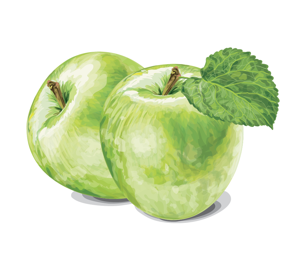 vector Illustrator apple orange grapes leaf melon Coffee cherry apricot fruits green apple mint draw colour