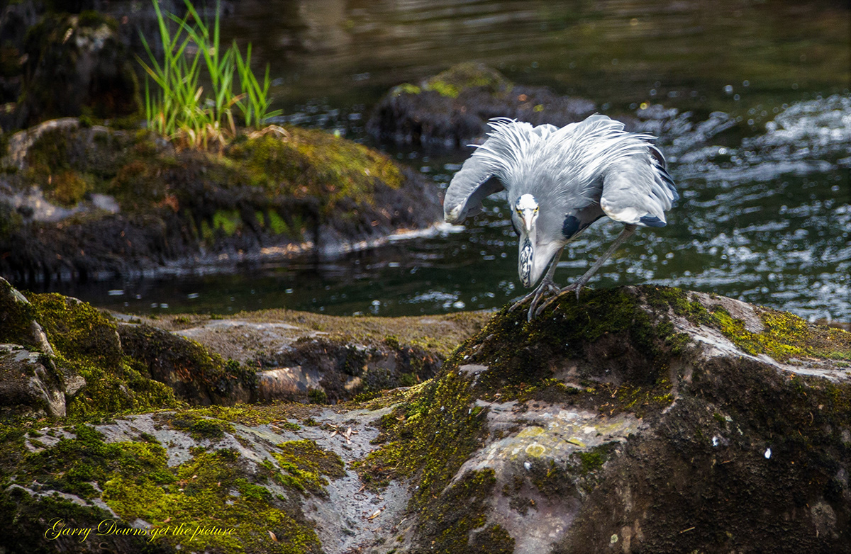 bird heron river