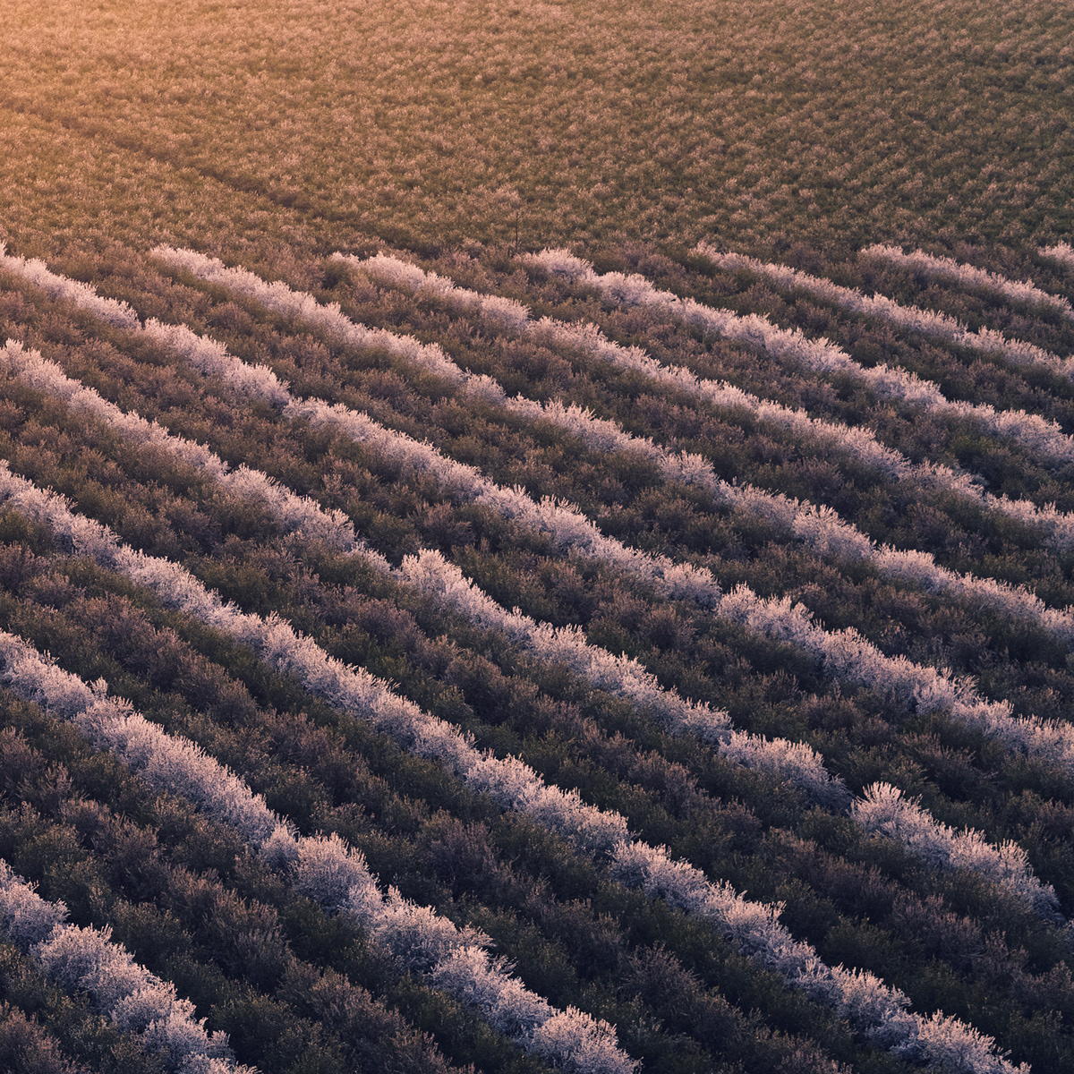 abstract Aerial Aerial Photography agriculture California farmland Landscape Nature Photography  scenic