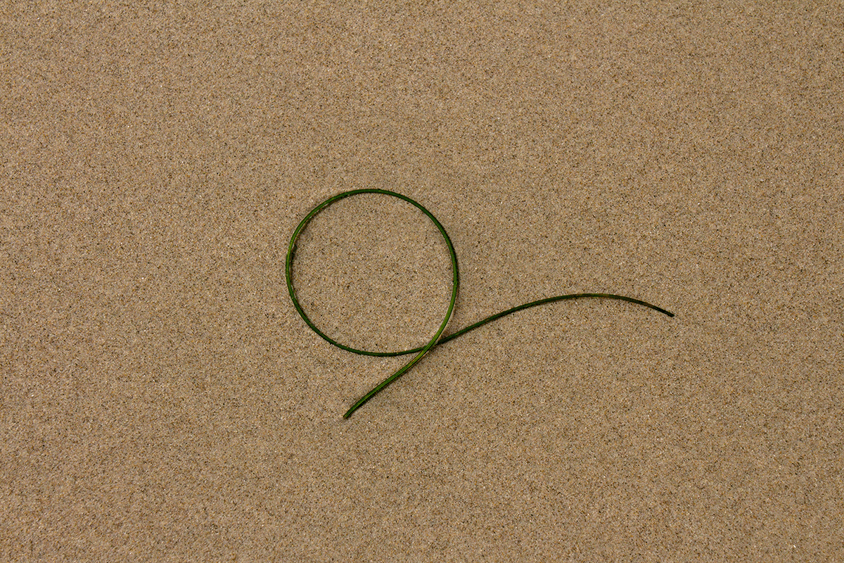 beach grass waves California MALIBU el pescador