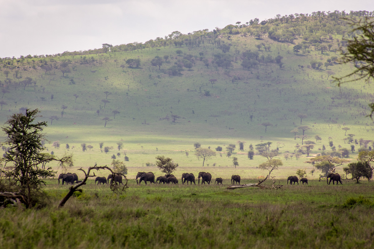 Tanzania Tanzanie animals safari