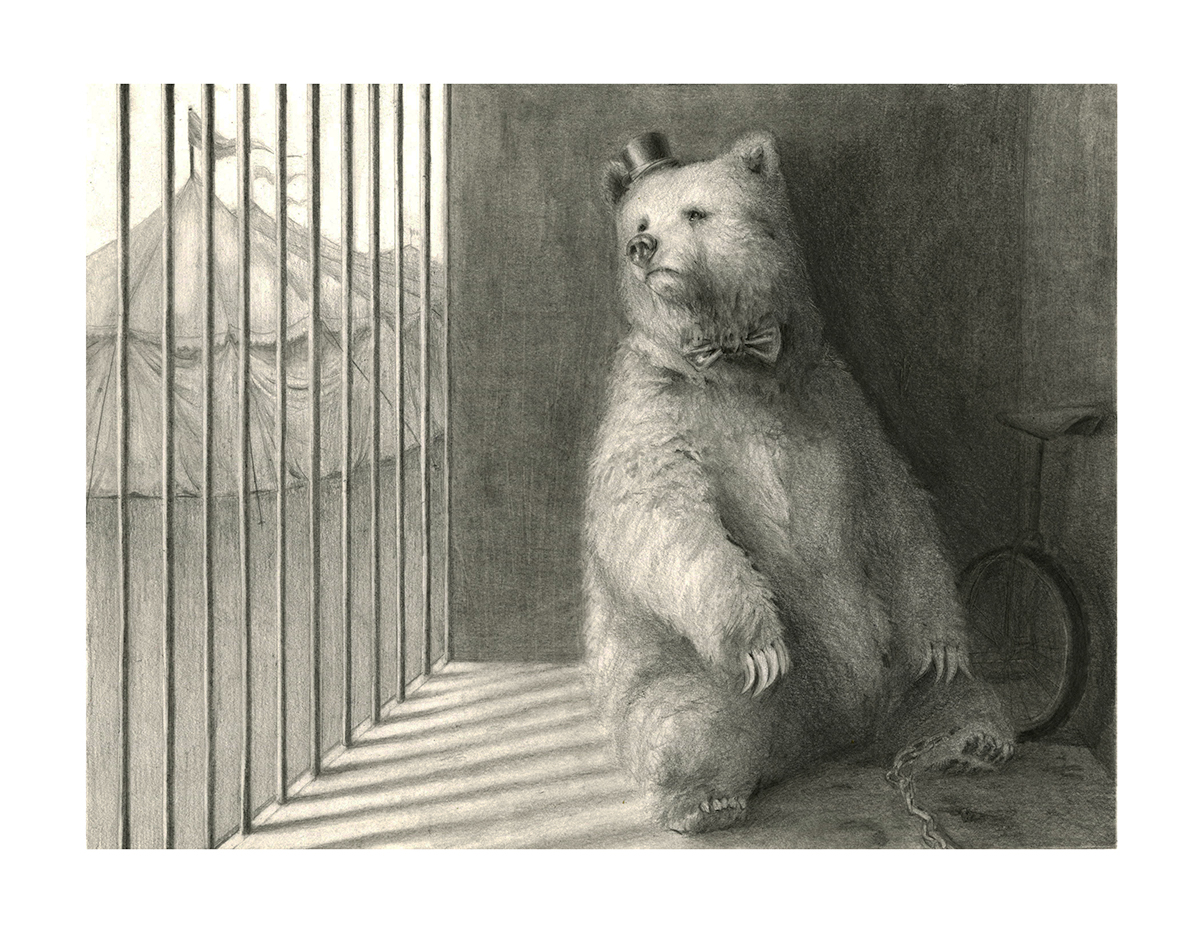 graphite pencil Circus bear