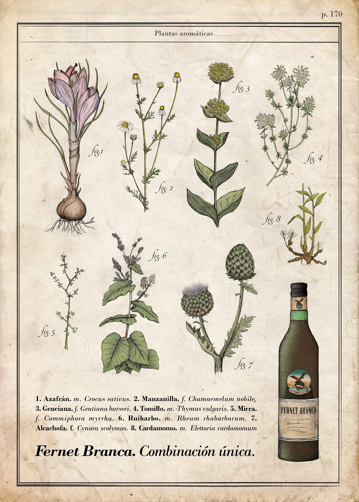 fernet Branca poster plantas botanica diseño ilustracion azafran manzanilla Genciana tomillo mirra Ruibardo cardamomo alcachofa