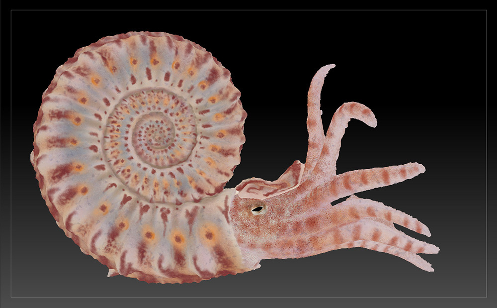 nautiloid scientific illustration Cephalopoda jurassic Fossil reconstruction Idaho Virtualization Laboratory paleo Triassic visualisation 3D creature biology tentacles ammonite