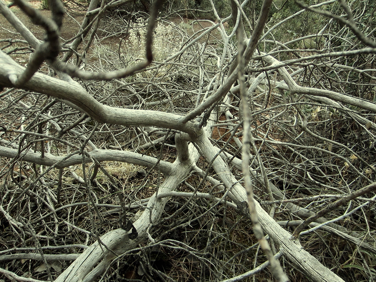 Indefinido. forest branch branched search