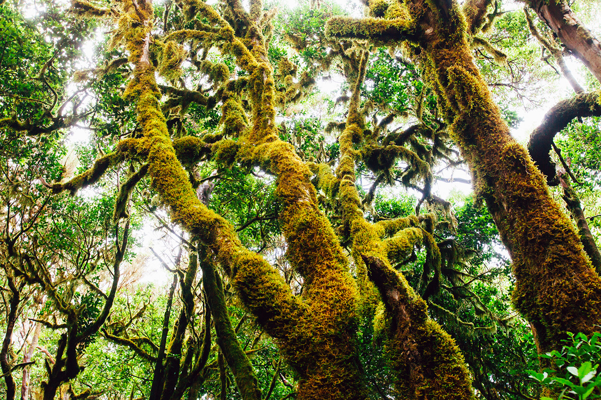 spain canary islands rainforest cloudforest gallotia Nature Travel Island Garajonay Europe