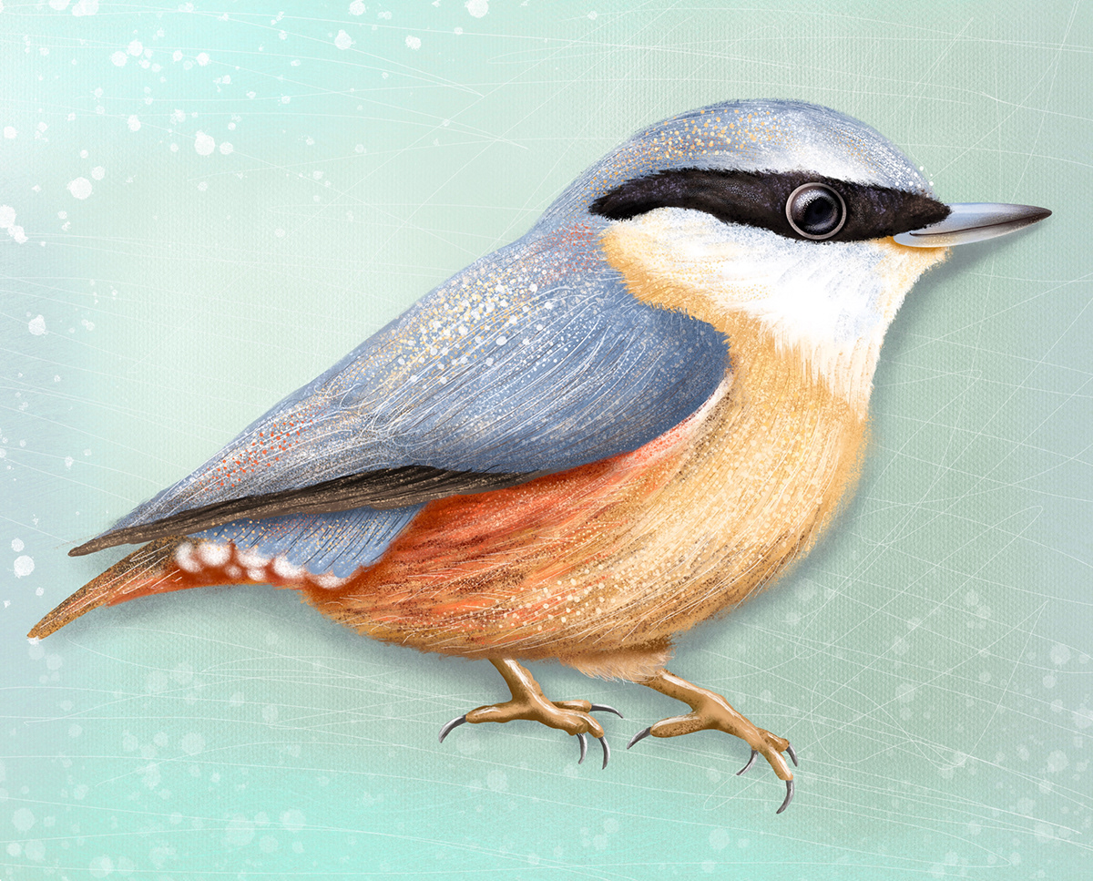 animal bird Digital Art  ILLUSTRATION  Illustrator Nature Procreate robin hawfinch thrush