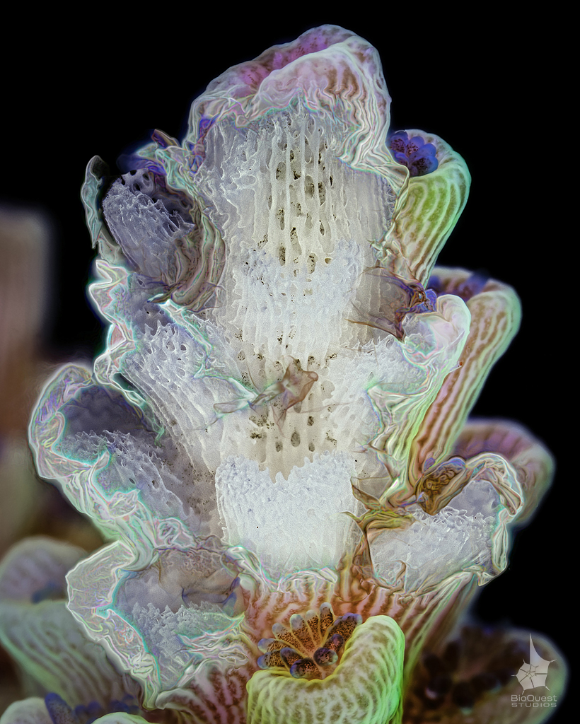 digital imaging  conservation supermacro coral focus stacking science video urgent message ecological disaster Colourful 