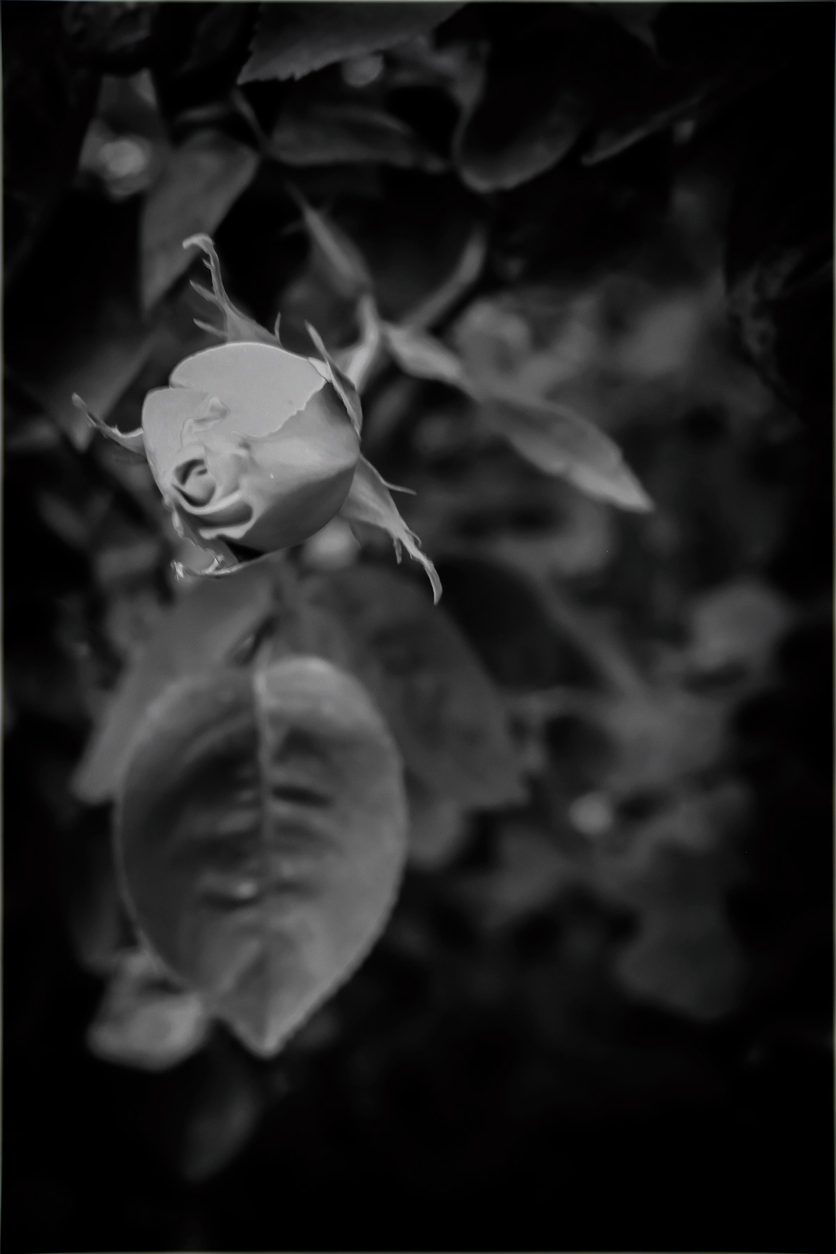black and white time old flower dark garden