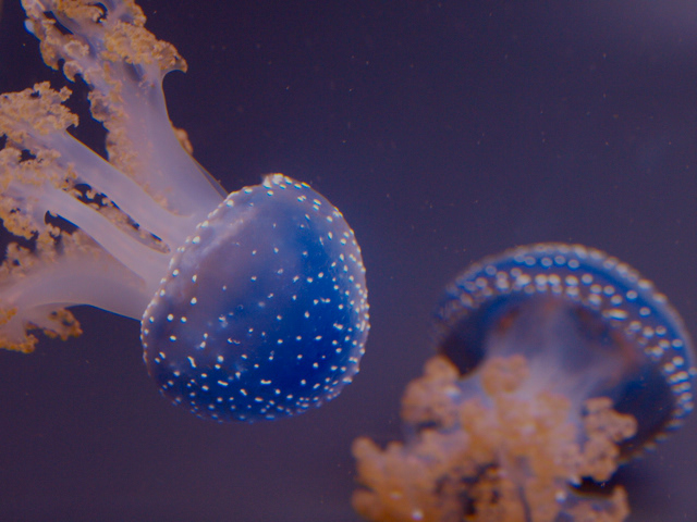 aquarium fish jellyfish photos underwater