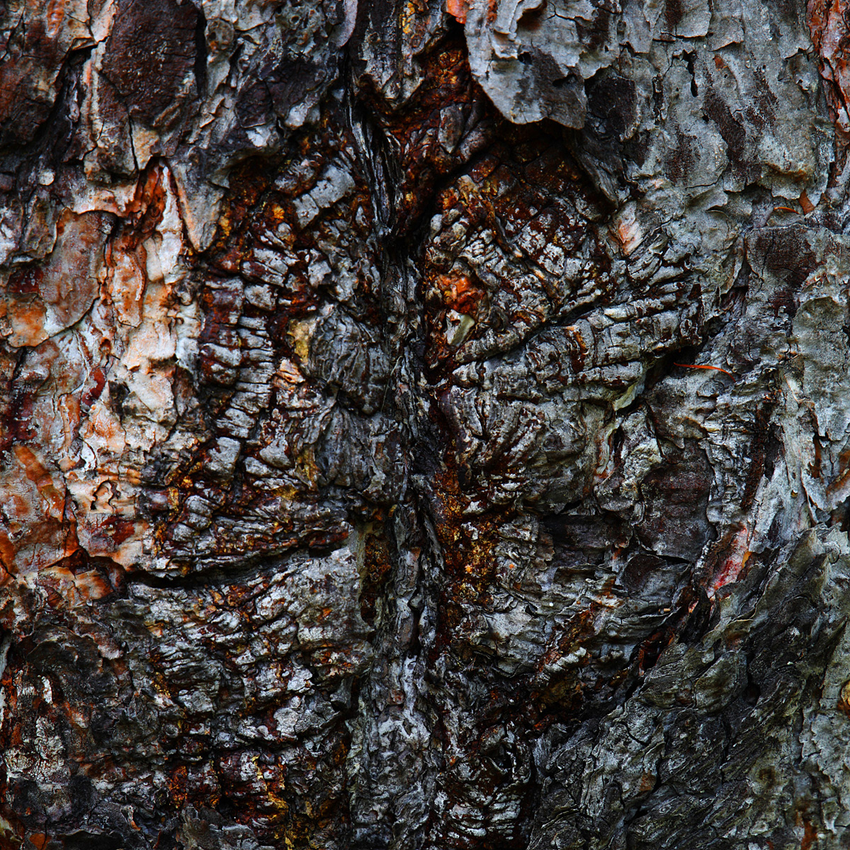 Landscape abstract desert Nature Aerial bark Tree  Volcanoe cave conceptual