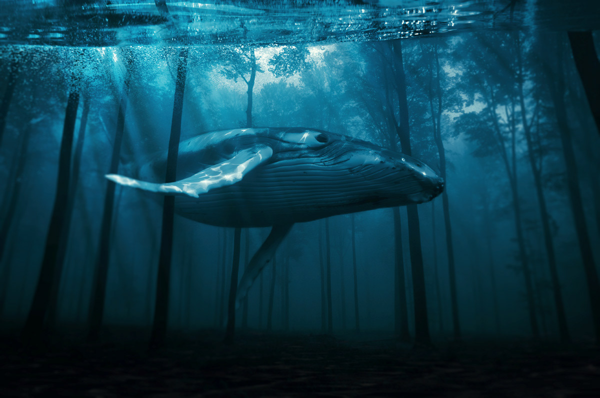 underwater sea  whale rays light forest