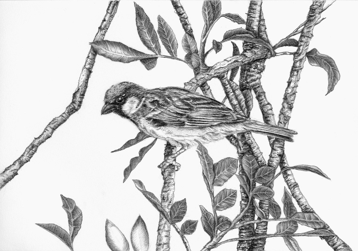 11,200+ Pencil Drawings Of Birds Stock Photos, Pictures & Royalty-Free  Images - iStock