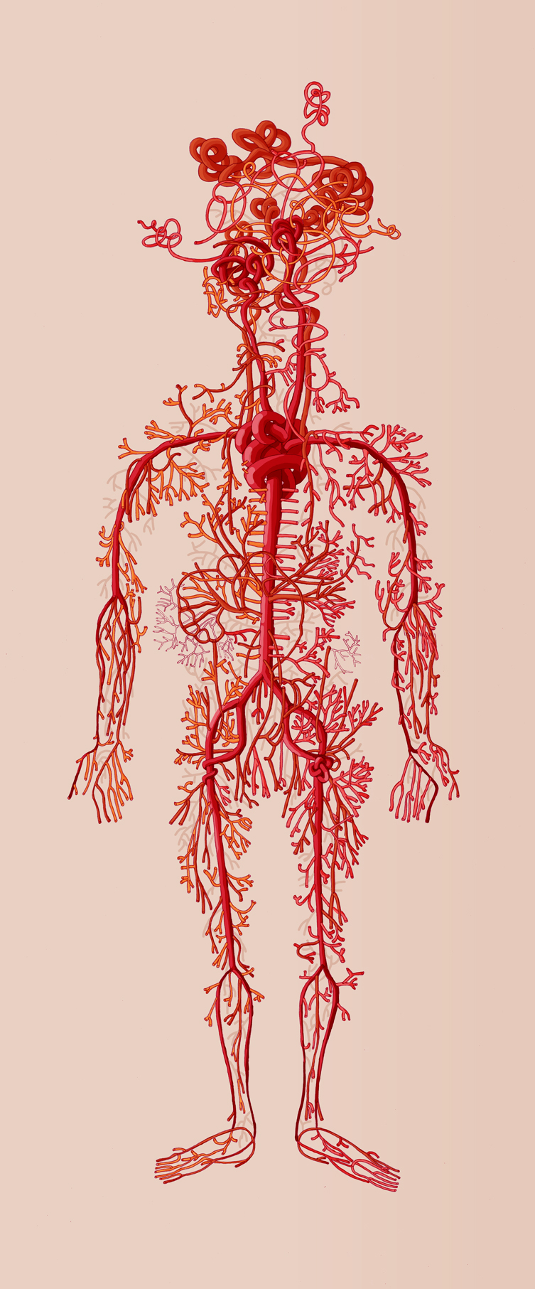 Nervous System biology science human Fruit Human Body intricate