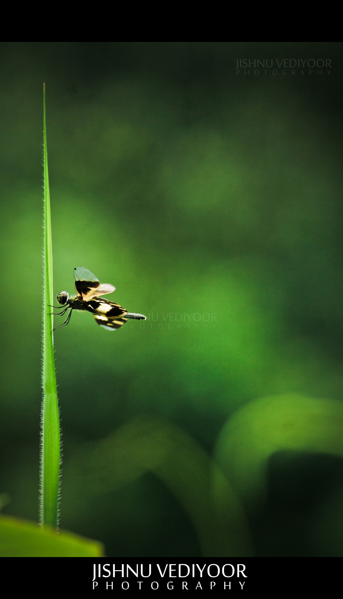 jishnu jishnu vediyoor pullipuli potography macro Fly dragonfly kerala Nature