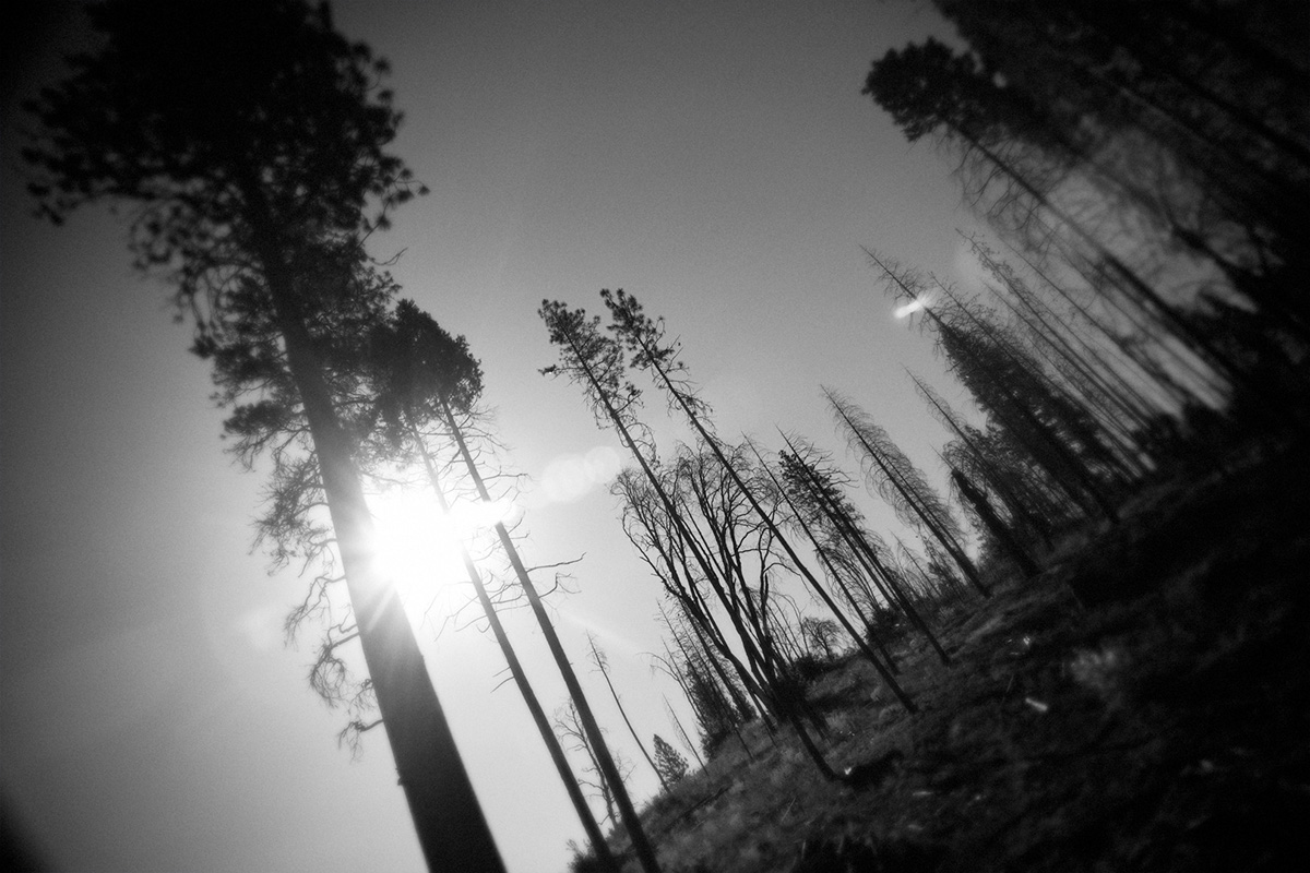 yosemite trees wide-angle black and white b&w California national parks wes driver