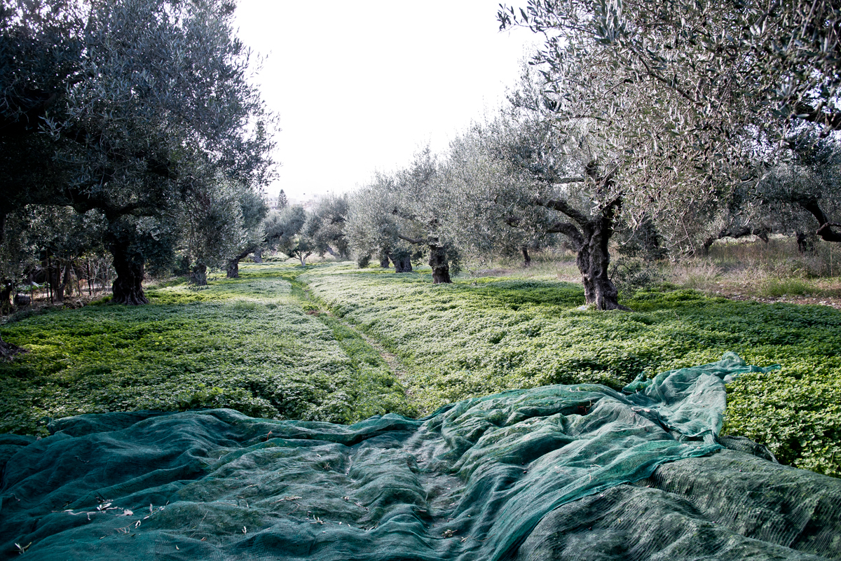 oliven olive olives Crete kreta Ernte olivenernte olivenbäume olivenöl OL oil elies Sitia Greece