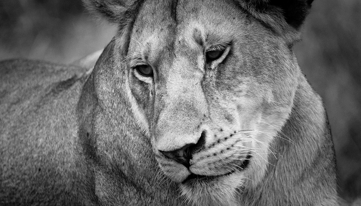 wildcat lion serengeti Grzimek future generation mating heaven earth Tanzania