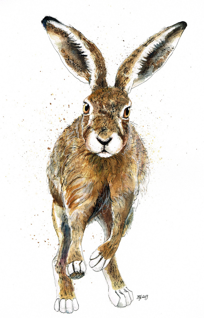 hares  hare brown Nature wildlife art ink watercolour british  running