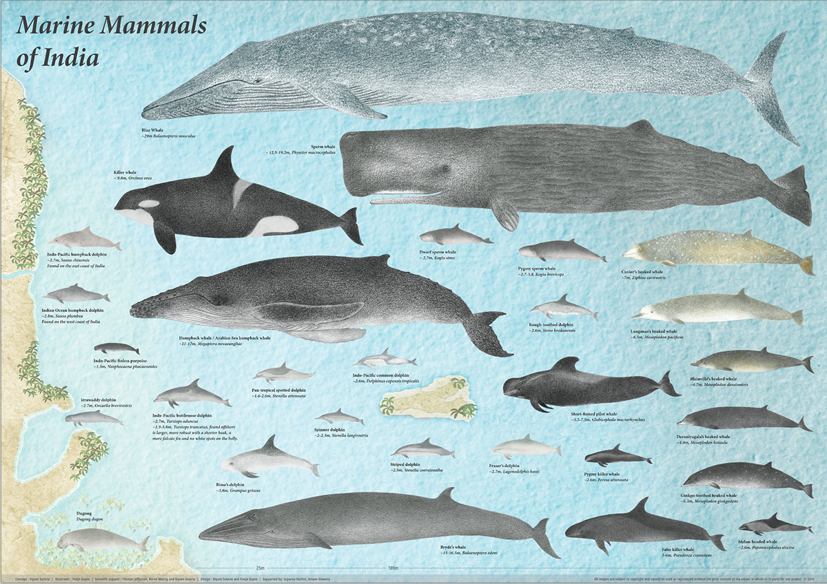 Marine Mammals of India on Behance