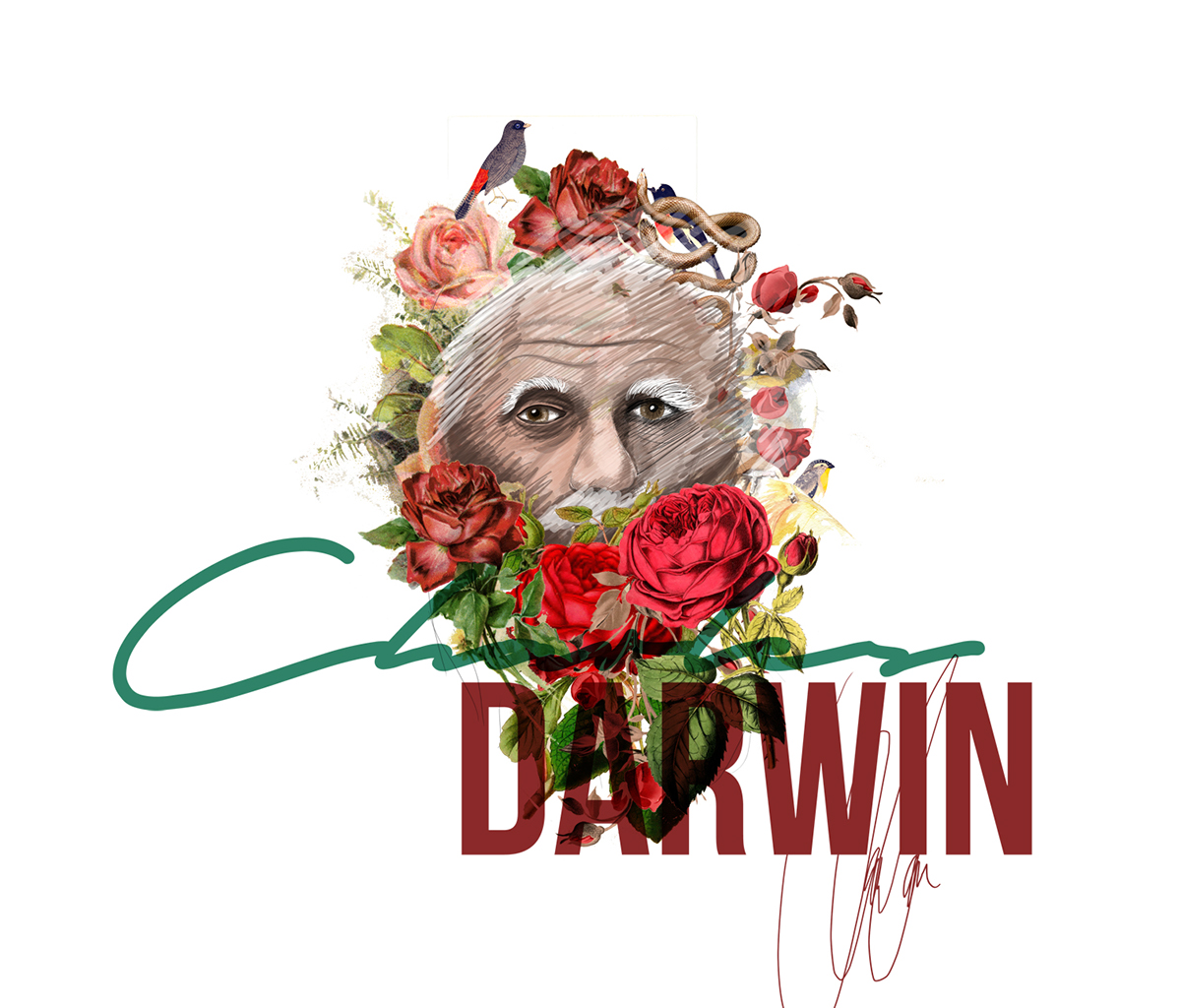 sketch darwin charles darwin Roses evolution