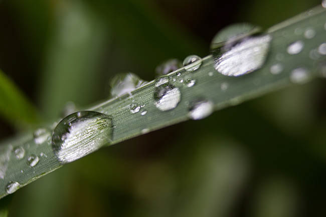 macro Macro Photography weed rain drops drop rain drop Nature Nature Photo