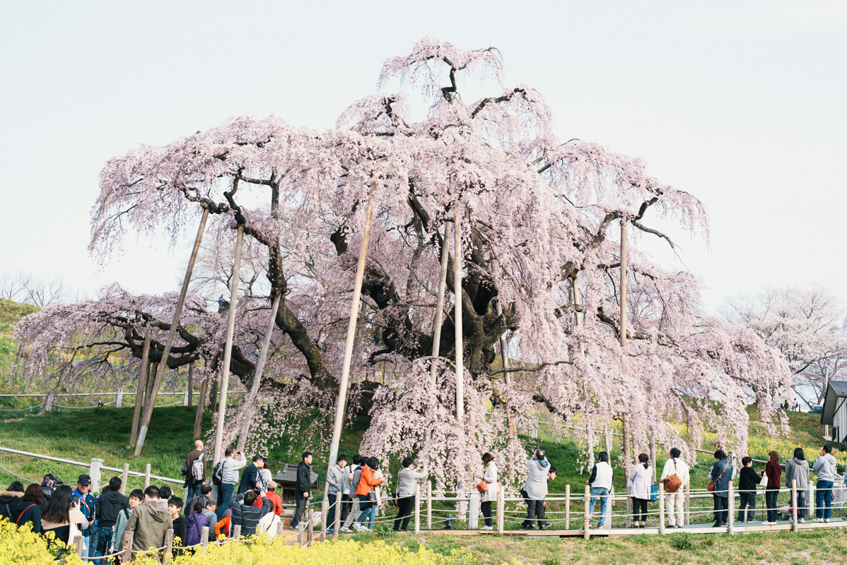 japan Cherry blossoms spring