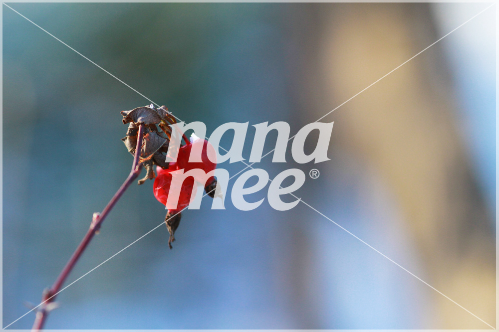 photos Render images Bank nanamee ywft Flowers Nature people commercial snow vehicles Wallpapers inspiration