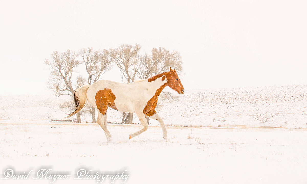 Adobe Portfolio Music Meadows ranch horses snow mountains sangre de cristos horse wheather animals Wranglers