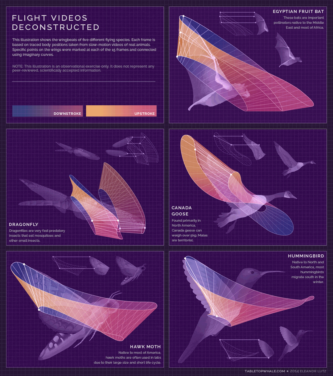 Animated Science Infographics on Behance