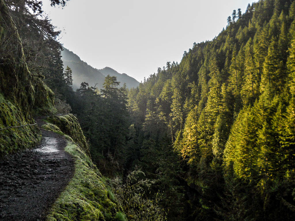 Adobe Portfolio Oregon eagle creek hiking Backpacking Photography  trees mist Editing 