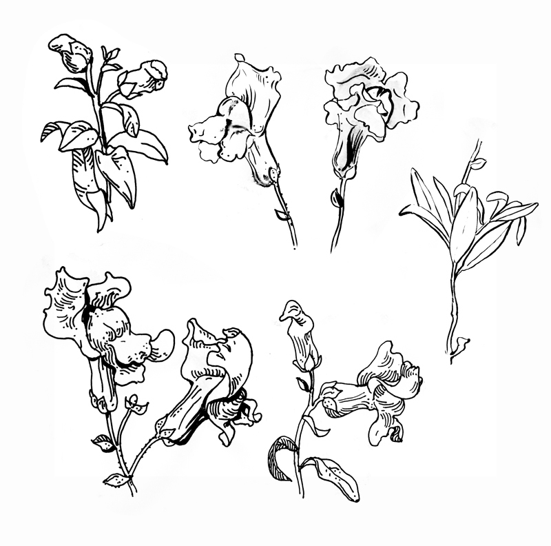 botanica Flowers Herb Plant plants leaves botanical illustrations