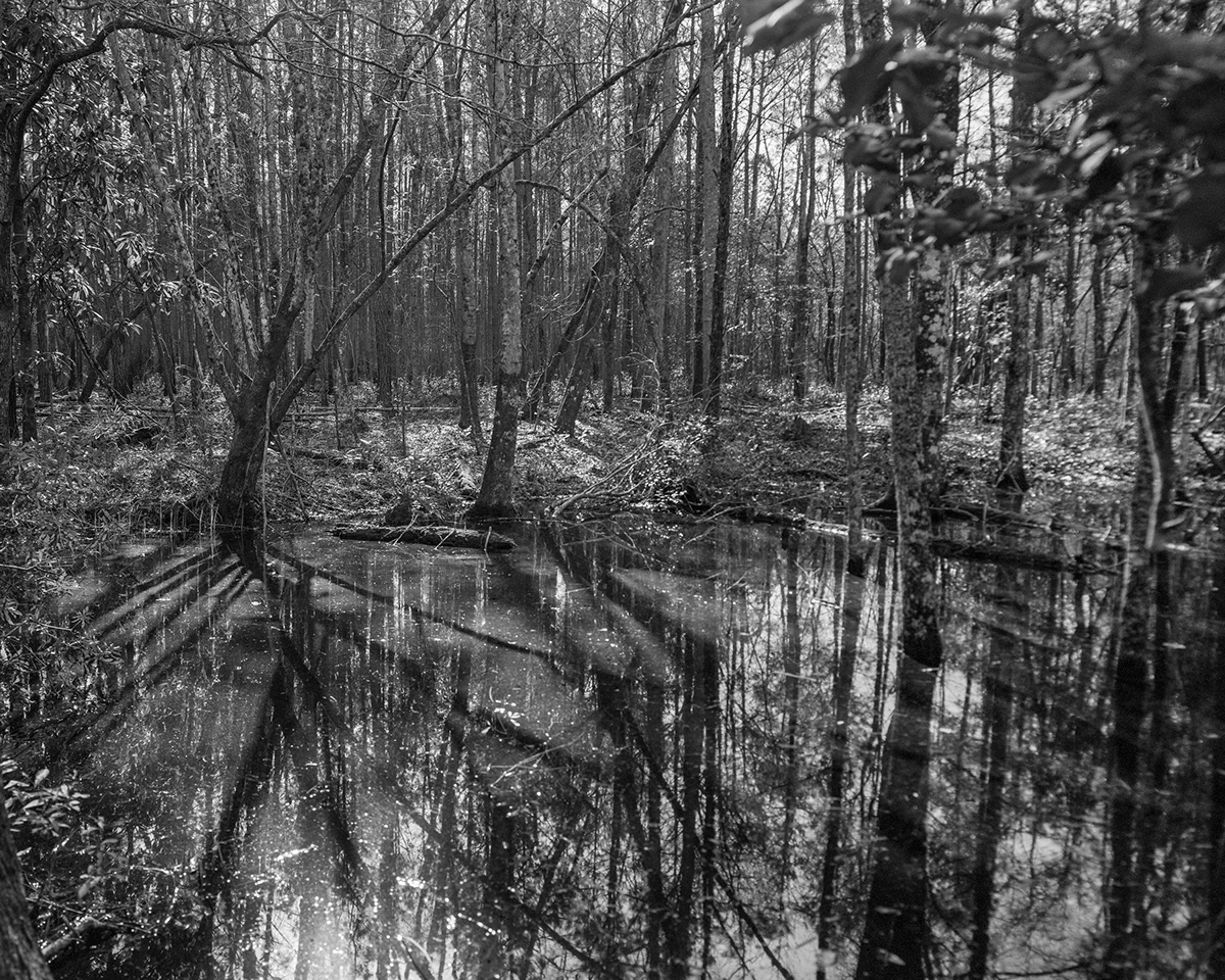 american south analog black and white climate change film photography Landscape large format Nature nature reserve wetlands