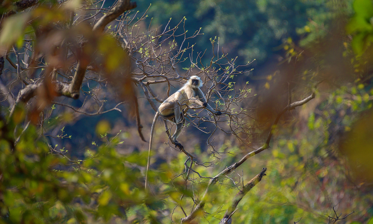 Bear Cub cub deer jungle Nature India Sloth Bear squirrel wild animal Wildlife photography Adobe Portfolio