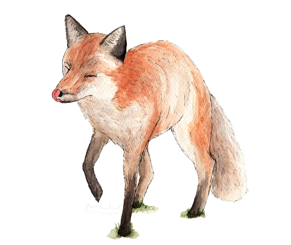 FOX happy animal watercolour paint watercolor orange sketch cute tongue