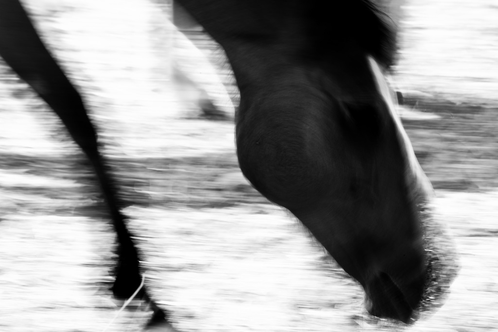 horse angelobeaini animals