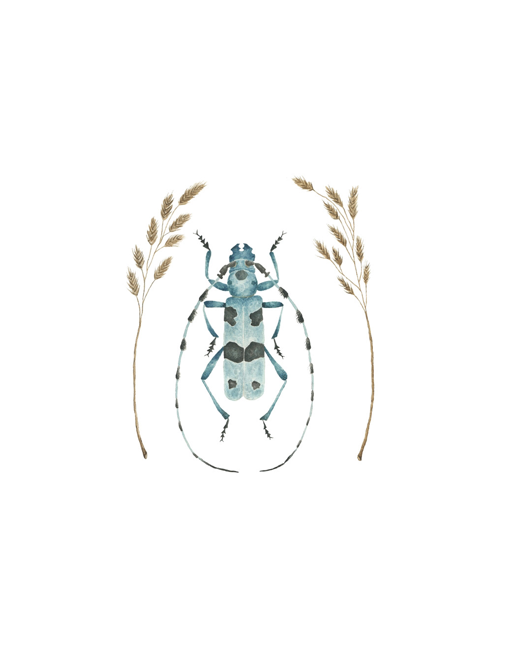 bugs editorial educational entomology handdrawn ILLUSTRATION  science watercolor