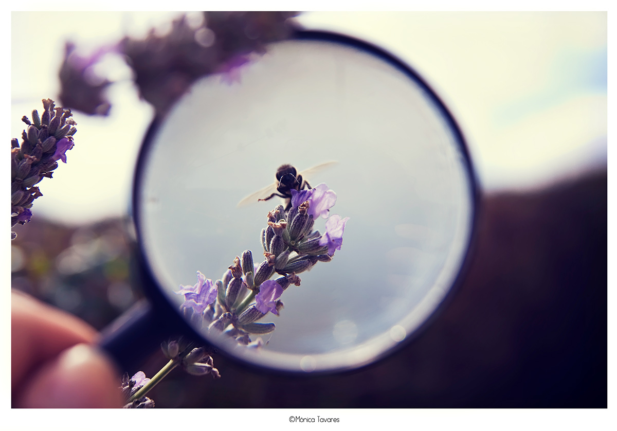 lupa magnifying glass Fotografia really great composition amazing awesome wonderful shot Nature wonderful butterflies Insects wildlife bees Boboletas animals