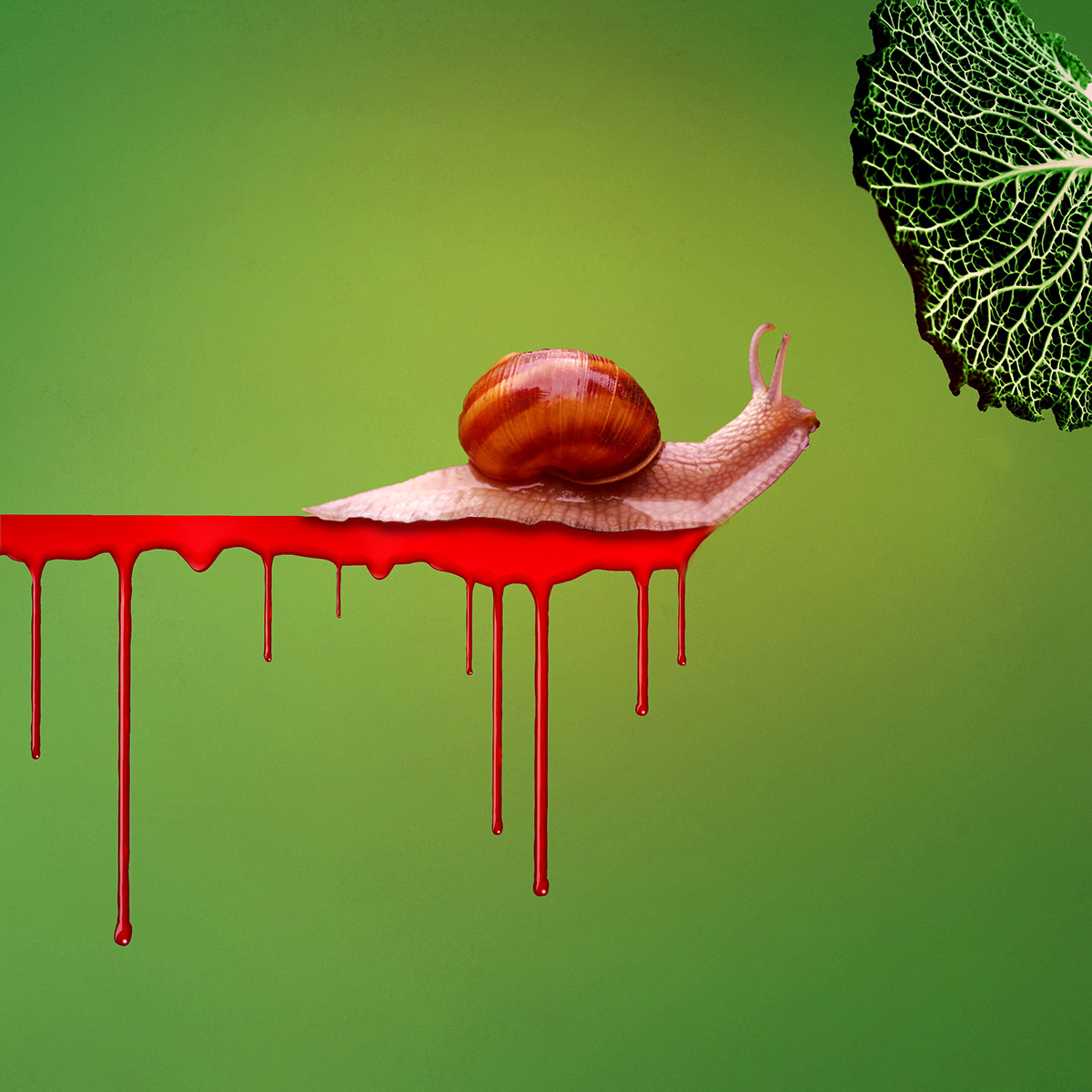 wacom snail color green photoshop texture leaf meaning surreal vibrant